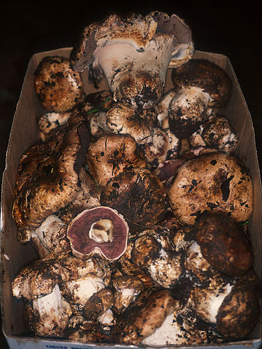 Agaricus lilaceps